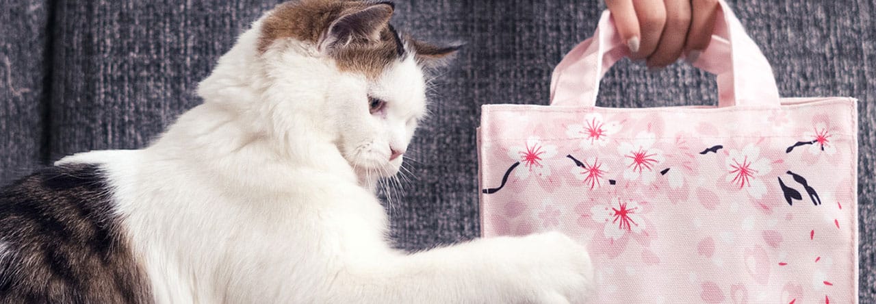 Cat touching bag on the sofa