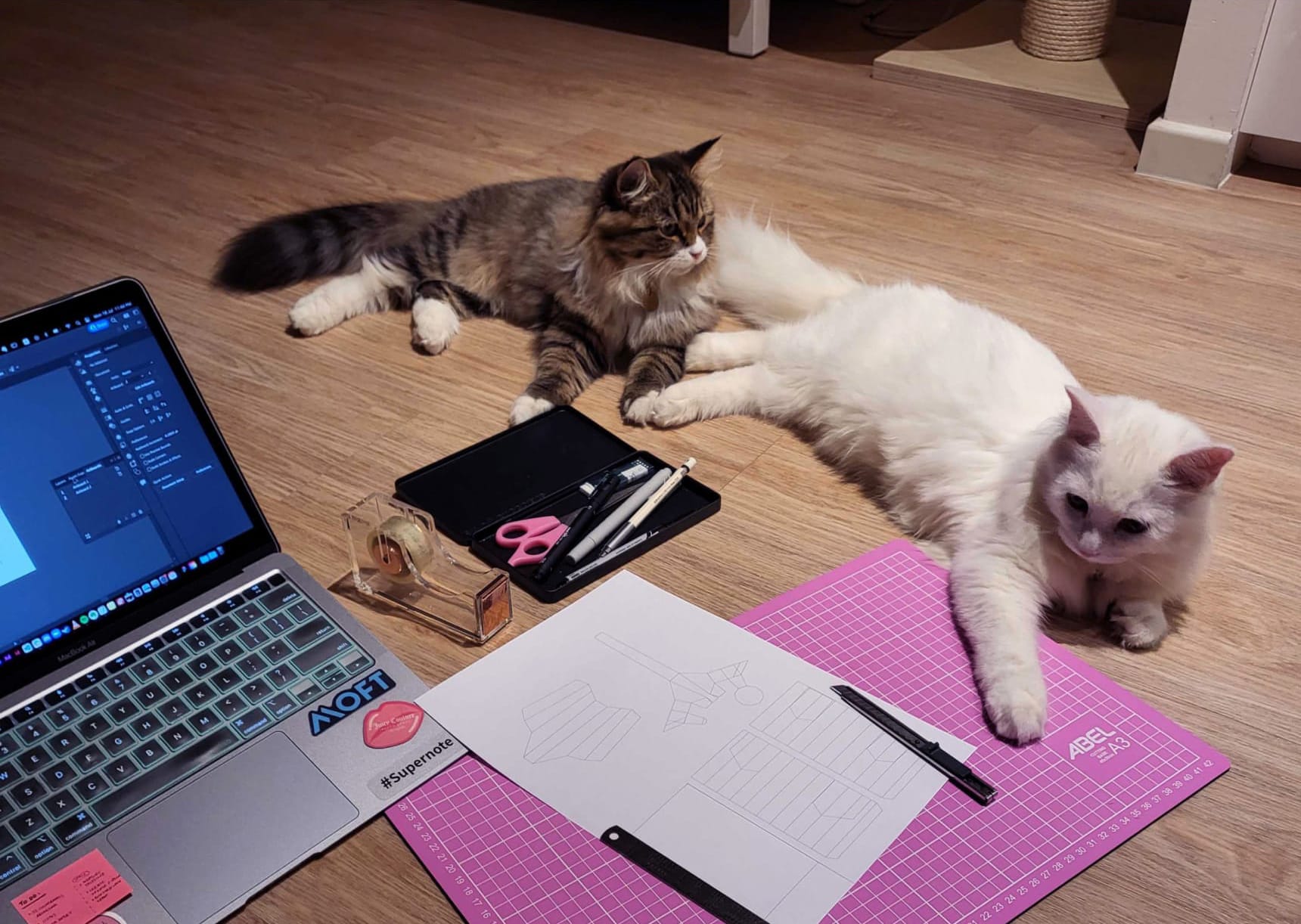 Late night with furry team mates